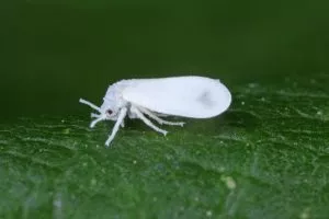 Prevent and Control Whiteflies