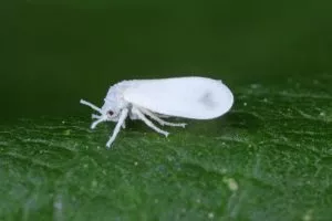Insecticide sales for whiteflies