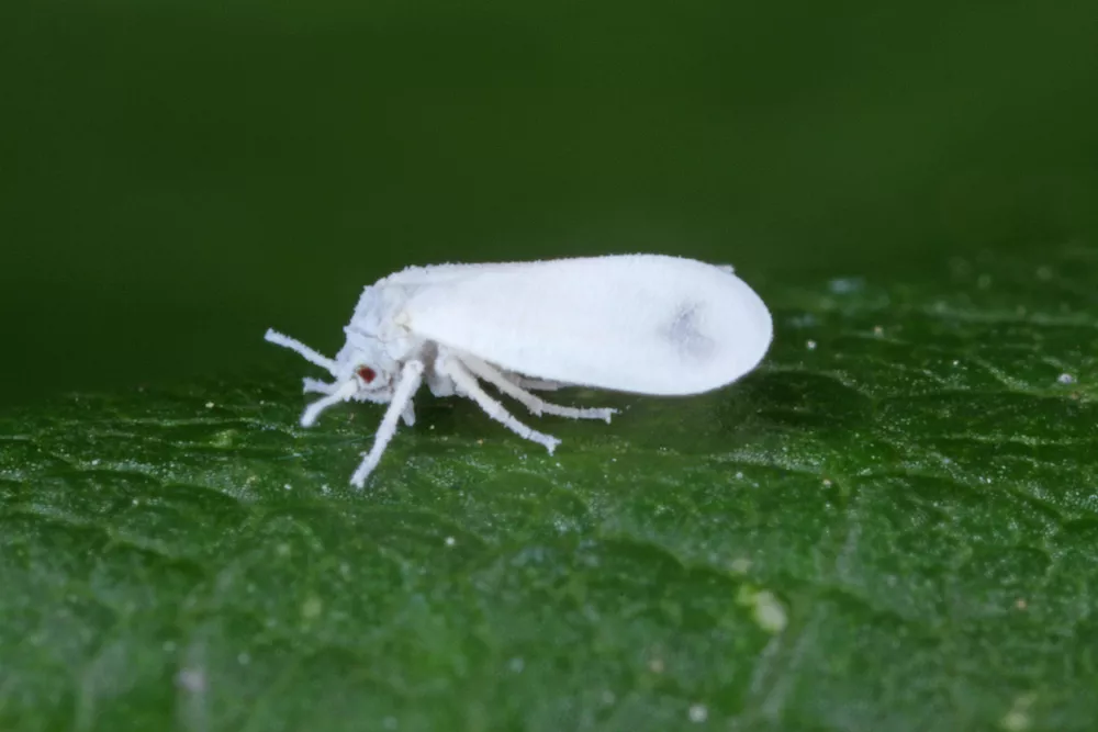 whiteflies prevent and control