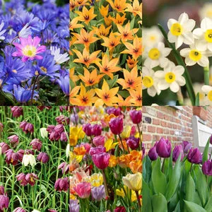 spring flowering bulbs