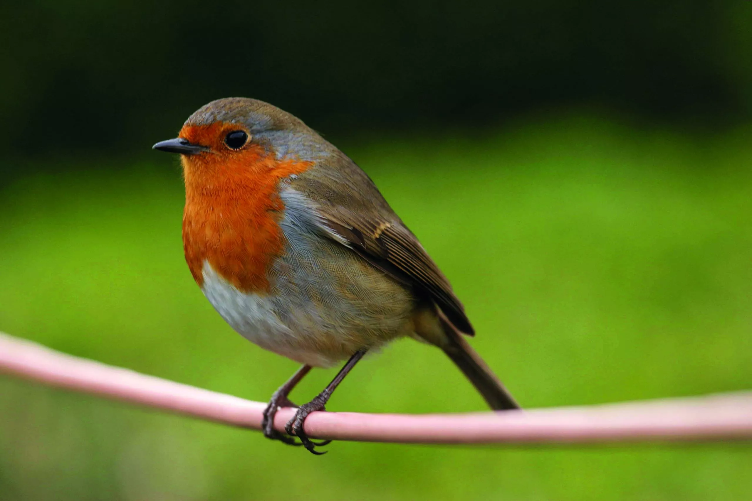 robin perched