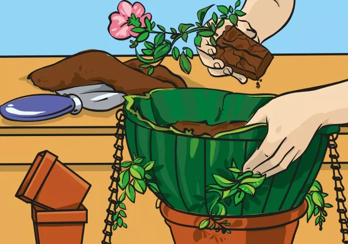 Image of a pair of hands putting a plant into a hanging basket.