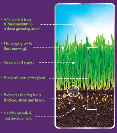 A table describing the feeding and conditioning of lawn grass.
