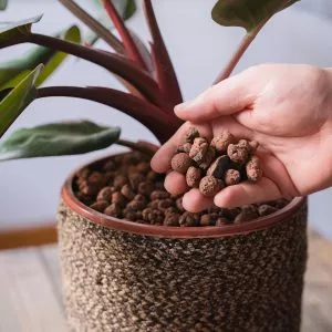 hydroleca clay granules in pot