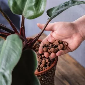 hydroleca clay granules in pot