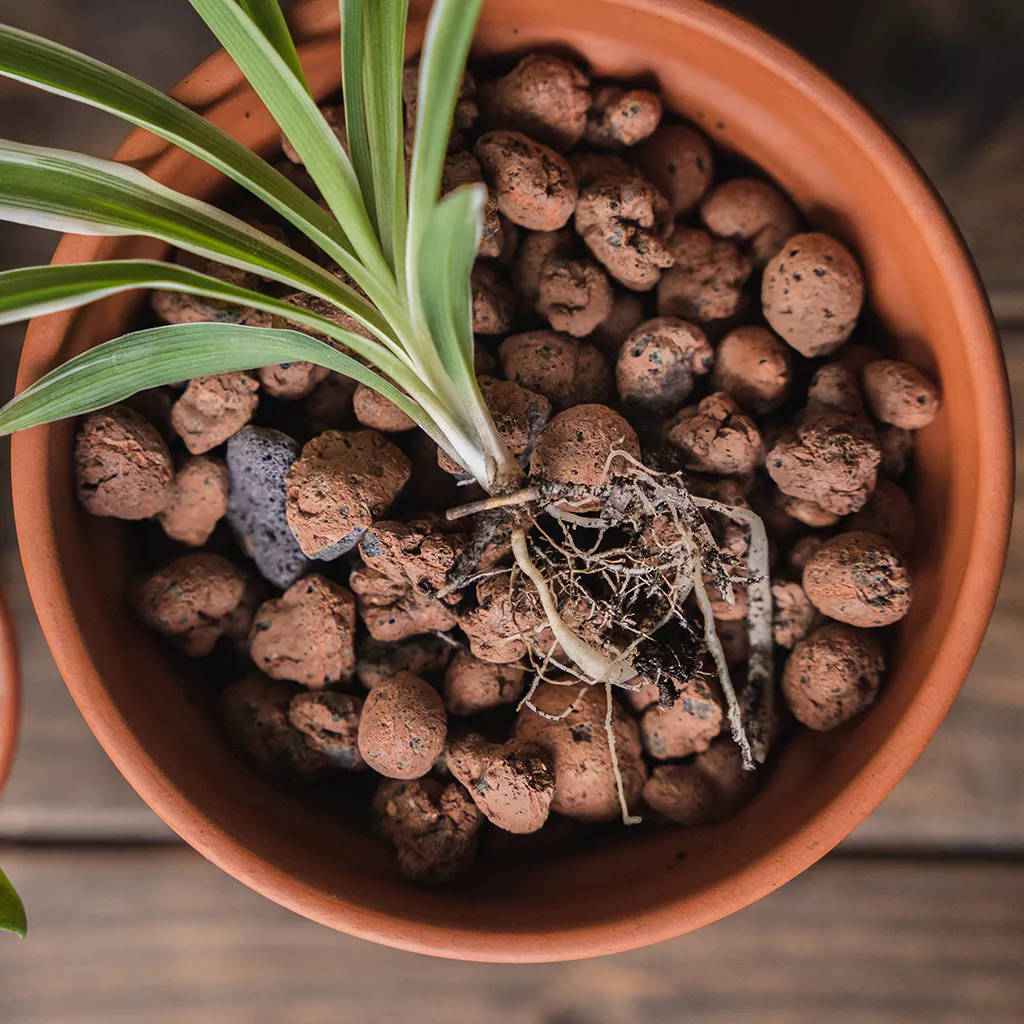 hydroleca clay granules in pot