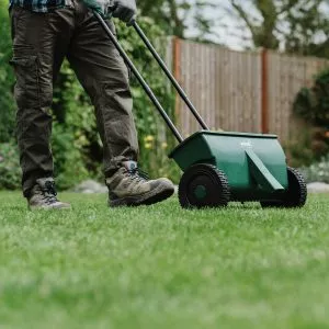 lawn drop spreader in use