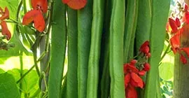 runner beans