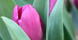 tulips in spring