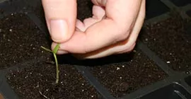 How to Prick out Seedlings