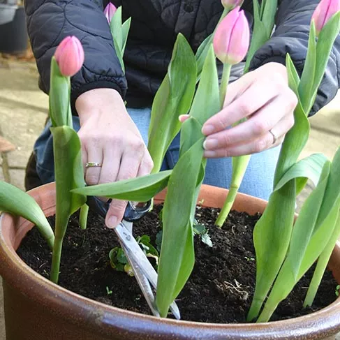 Create Spring Bulb Displays - removing leaves with scissors