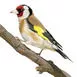 Goldfinch