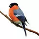 Bullfinch