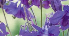 How to Grow Aquilegia