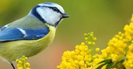 Why should we feed wild birds?