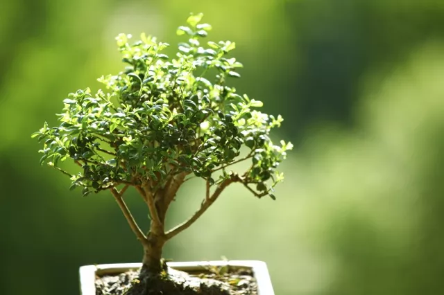 Crisp image of a Bonsai Tree in front of a blurry green foliage background.