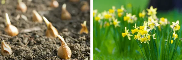 Images of bulbs in border and a border of daffodils.