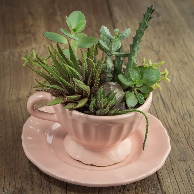 Image of succulents in a pink tea cup and saucer on a wooden table.