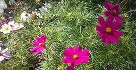 How to Grow Cosmos