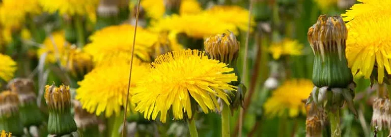 different types of weeds