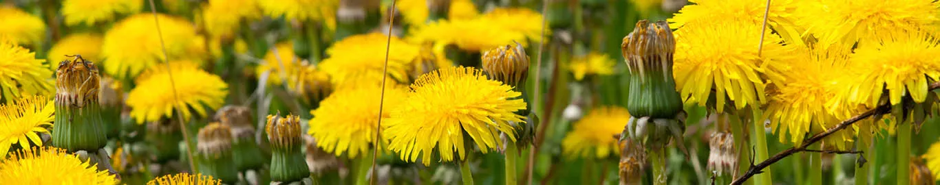 different types of weeds