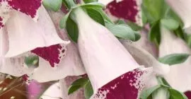 How to Grow Foxgloves