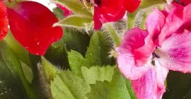 Compost for Flowers