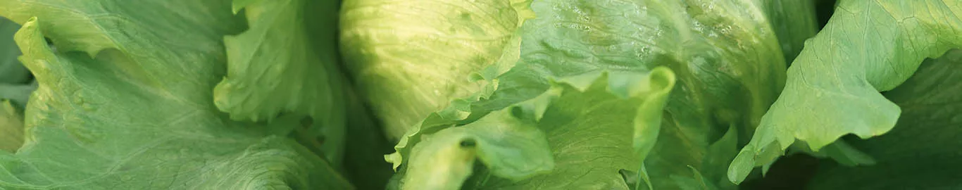 How to Grow Lettuce | Garden Advice | Westland Garden Health