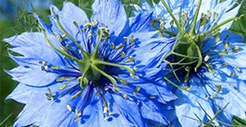 How to Grow Love in a Mist