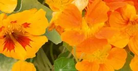 How to Grow Nasturtiums