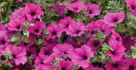 How to Grow Petunias