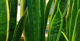 Top 10 Air Purifying Houseplants