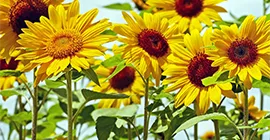 How to Grow Sunflowers