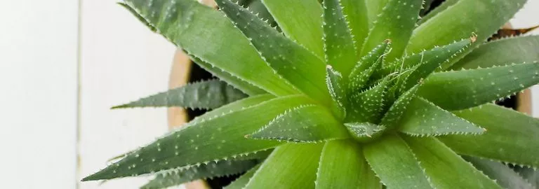 air purifying houseplants