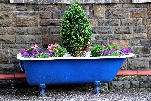 plants planted in bath tub display, alternative container ideas