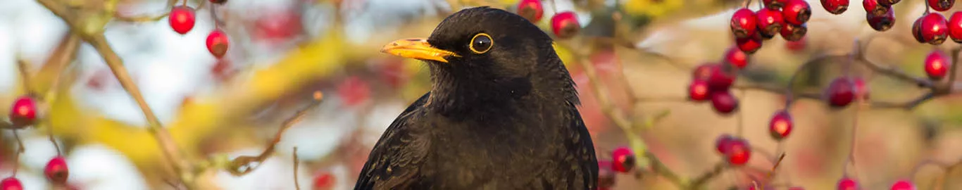 care for birds in autumn