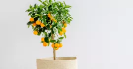 How to Care for an Orange Tree