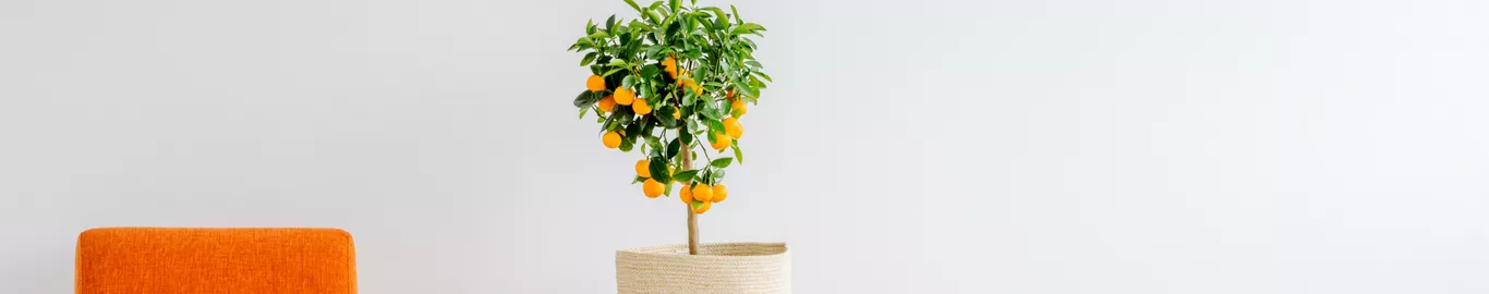 orange tree care