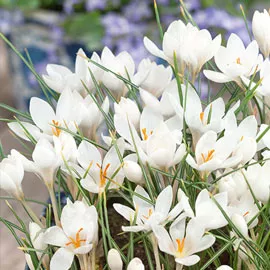 Crocus Biflorus “Miss Vain” (Scotch Crocus)