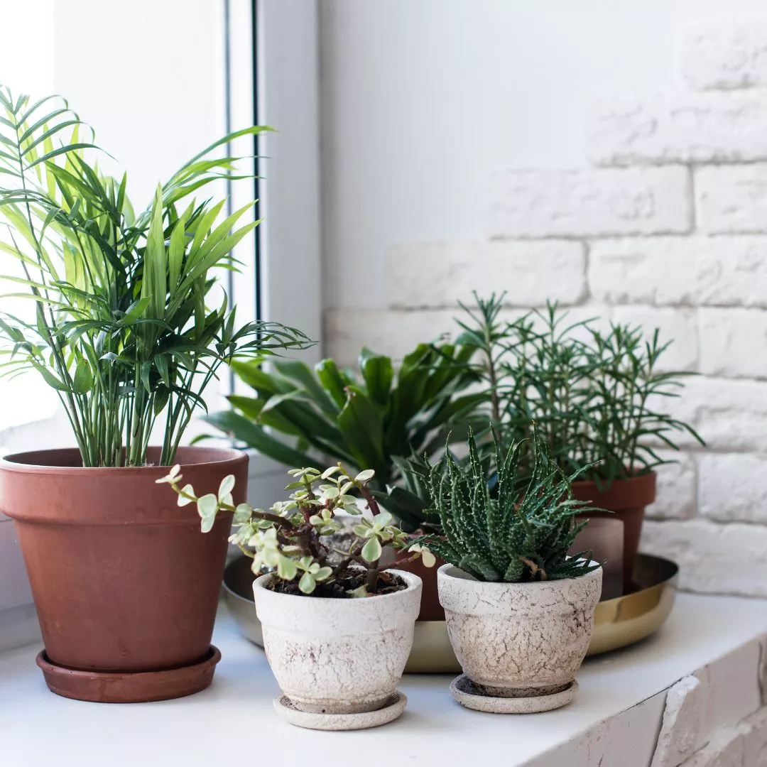 Houseplants Improve Health 