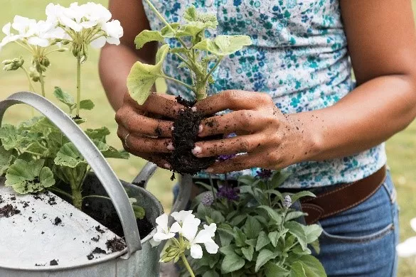 woman planting bedding plant into watering can