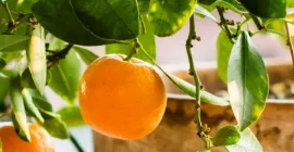 How to Repot an Orange Tree