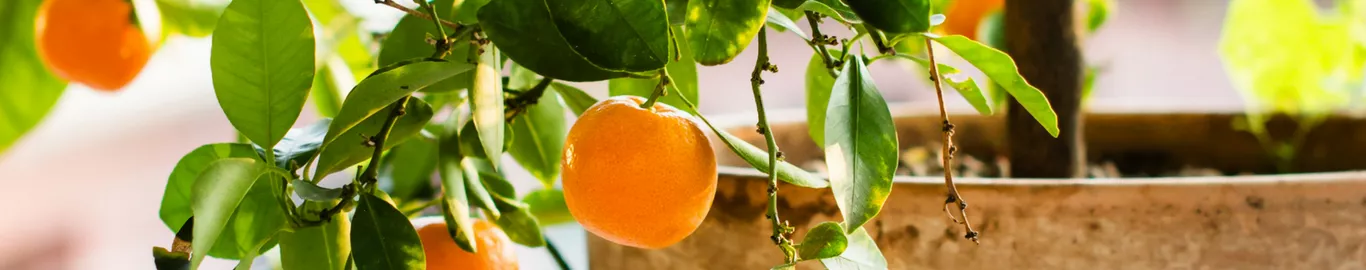 how to repot an orange tree