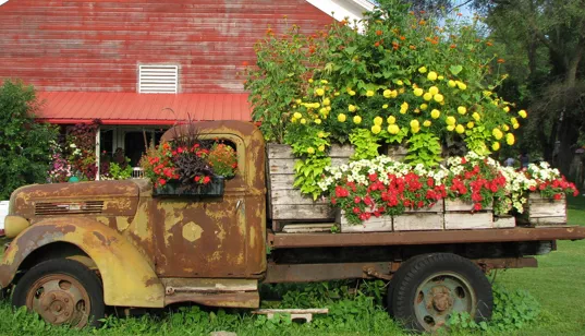 flowering container ideas