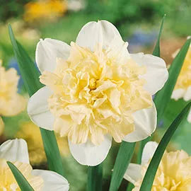 Narcissus Ice King (Double Daffodil)