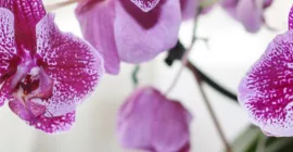 How to choose an Orchid