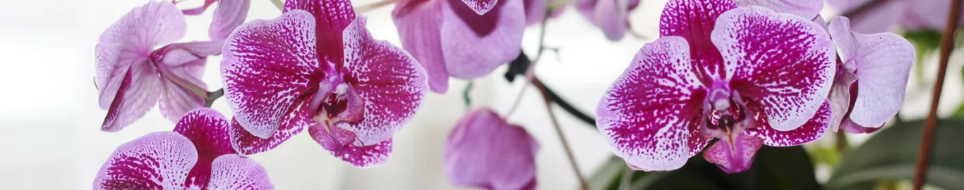 how to choose an orchid