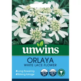 Unwins Orlaya White Lace Flower