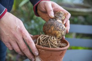 planting amaryllis bulb - november gardening jobs