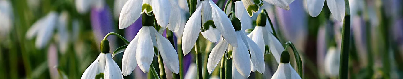 Snowdrops